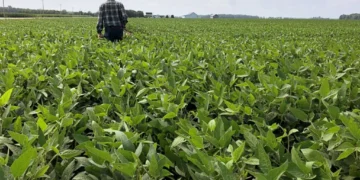 UN warns of ‘significant and severe’ food crisis if Strait of Hormuz stays closed