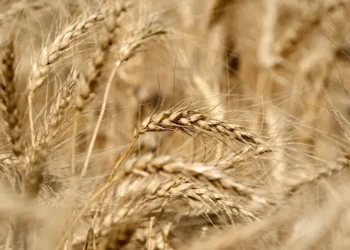 The global food system is on the brink of collapse