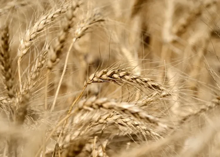 The global food system is on the brink of collapse