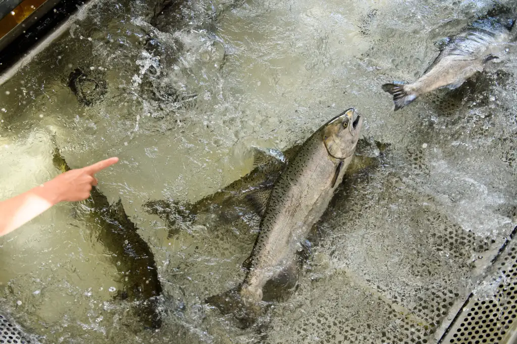 A person's hand points to a large salmon in turbulent water at a fish hatchery.