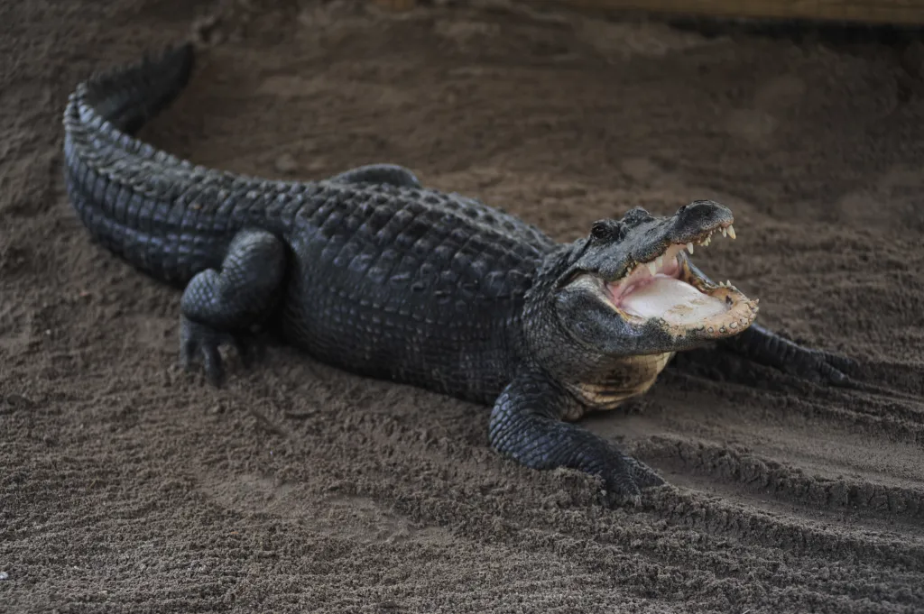An American alligator with its mouth open on sand.