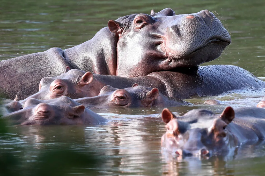 Hippos float in a lagoon at Hacienda Napoles Park in Puerto Triunfo, Colombia.