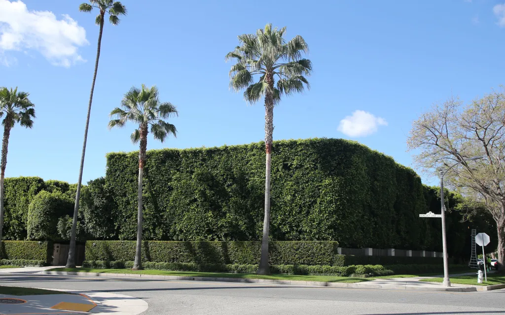 The mansion of Stephen Cloobeck, obscured by high hedges and palm trees, located on Benedict Canyon.