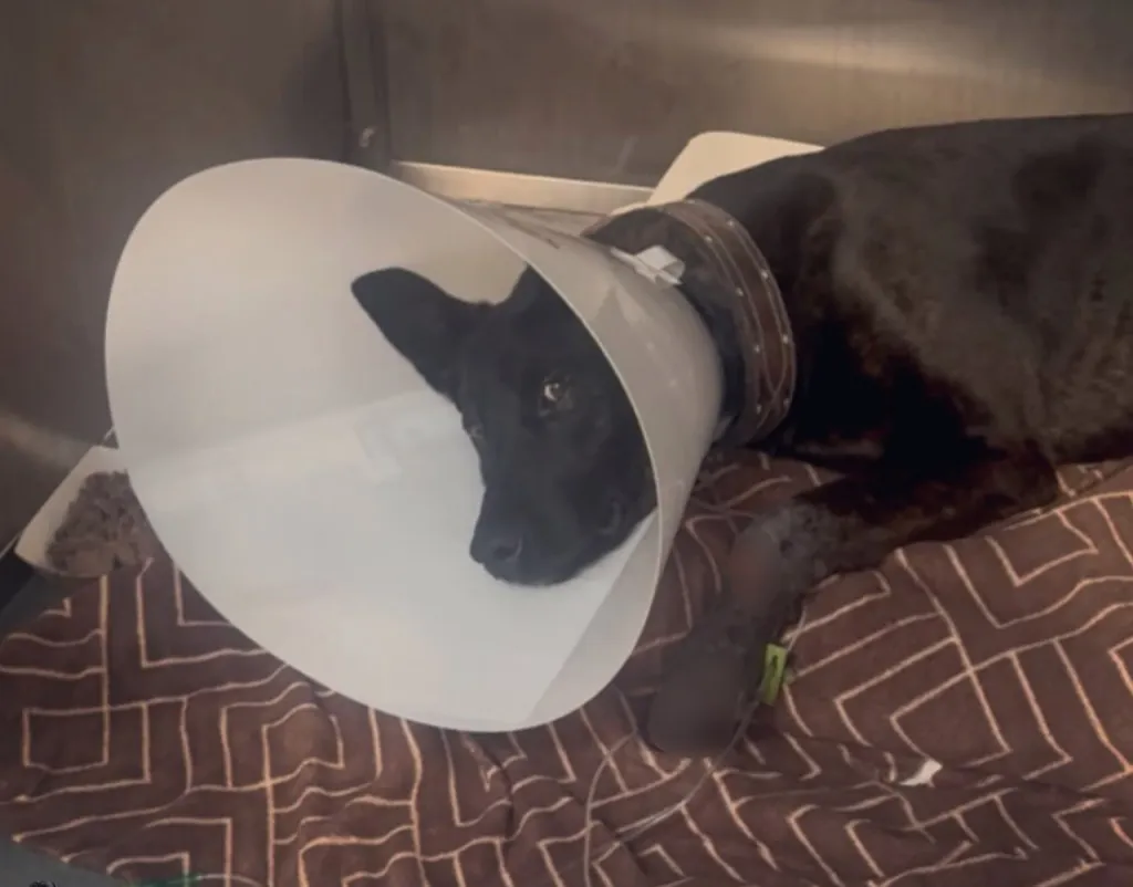 Injured dog with rotten paw wearing a cone in a kennel.
