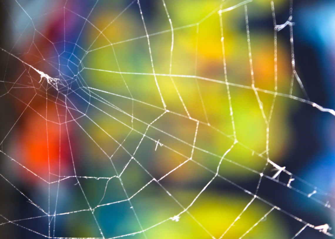 Is This New Spider Species Psychedelic? Why Scientists Named It After Pink Floyd.