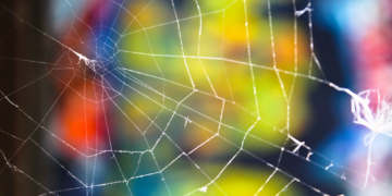 Is This New Spider Species Psychedelic? Why Scientists Named It After Pink Floyd.