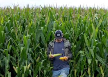 Hearing erupts as panel excoriates Trump’s proposed cuts for farm and food aid