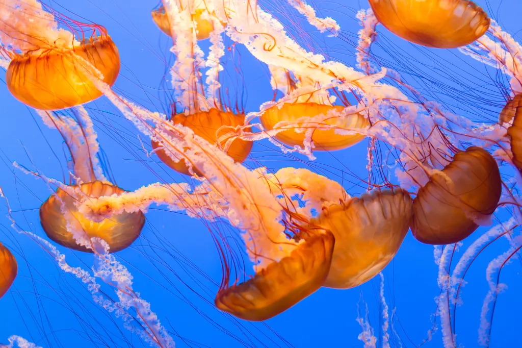 Vibrant orange and black sea nettle jellyfish swim against a vivid blue background.