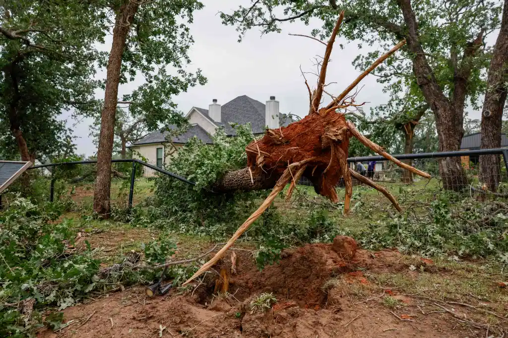 A large uprooted tree rests on a fence in a yard after a tornado in Springtown, Texas.