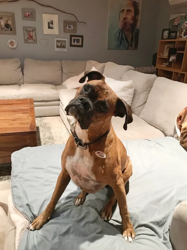 Brown boxer dog with an 