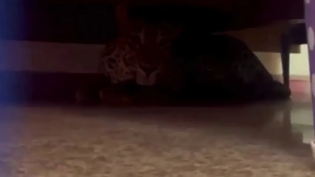 A leopard hides under a bed in Mysuru, India.