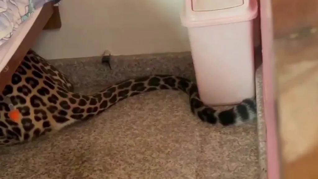 Leopard seen hiding under a bed.