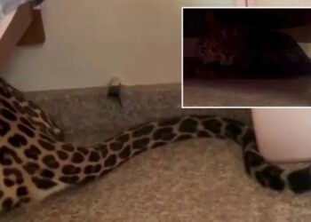 Leopard found lurking under bed after strolling into home from Indian forest