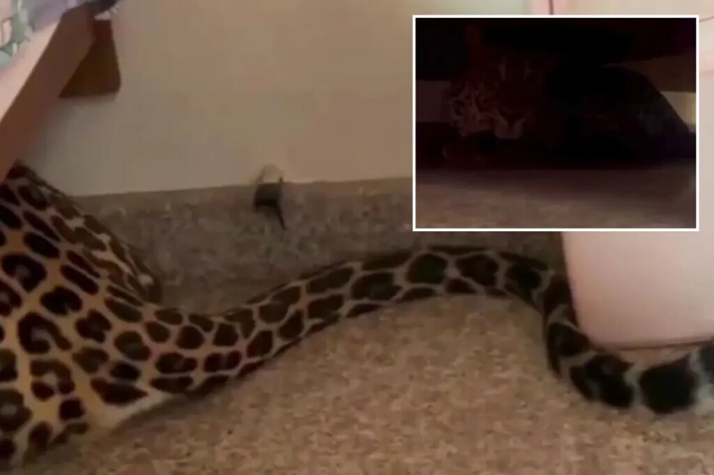 Leopard found lurking under bed after strolling into home from Indian forest