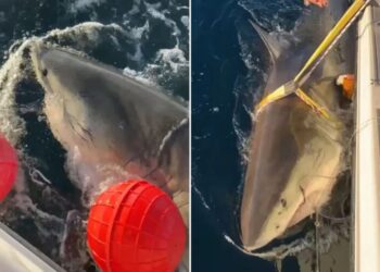 Largest male white shark Contender’s latest ping offers fresh insight into shark behavior