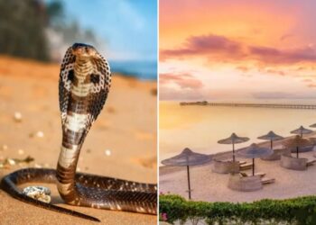 Tourist dies at luxury resort after cobra from snake show climbs up pants, bites him: police