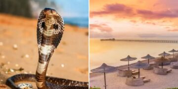 Tourist dies at luxury resort after cobra from snake show climbs up pants, bites him: police