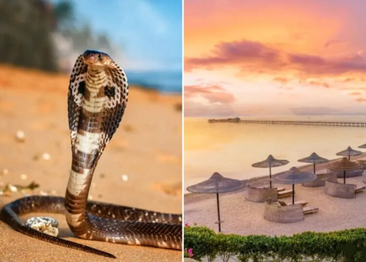 Tourist dies at luxury resort after cobra from snake show climbs up pants, bites him: police