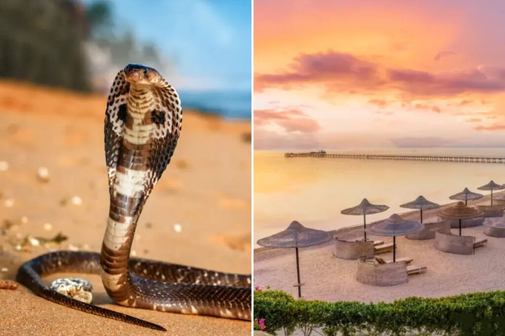 Tourist dies at luxury resort after cobra from snake show climbs up pants, bites him: police