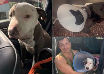 Skid Row homeless test drugs on innocent pups as heartless animal abuse runs rampant