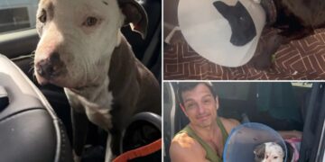 Skid Row homeless test drugs on innocent pups as heartless animal abuse runs rampant