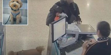 Brainless Vegas traveler who abandoned adorable dog at airport to catch plane faces jail time