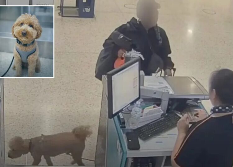 Brainless Vegas traveler who abandoned adorable dog at airport to catch plane faces jail time