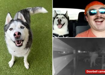 US Airman’s beloved husky, car allegedly stolen by house sitter while deployed overseas: ‘Lost a part of home’