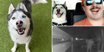 US Airman’s beloved husky, car allegedly stolen by house sitter while deployed overseas: ‘Lost a part of home’