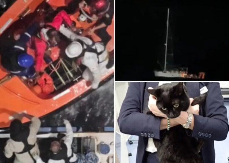 Cruise passengers witness terrifying rescue at sea as stranded man and cat pulled from failing sailboat