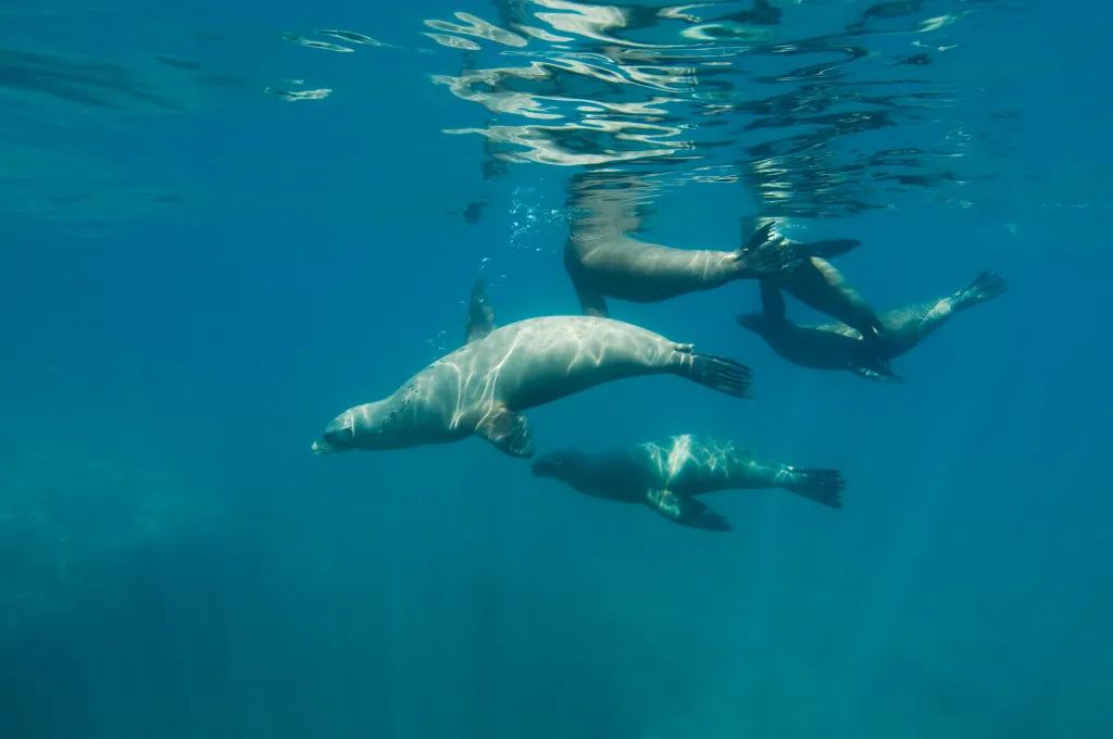 California sea lions swim underwater off Santa Barbara Island.