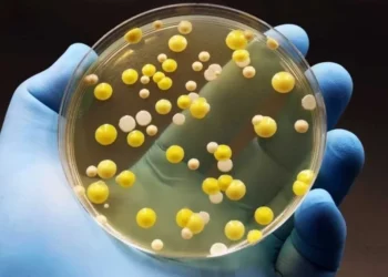 Scientists warn climate-driven droughts may be worsening spread of superbugs