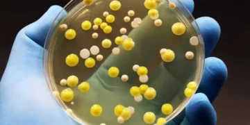 Scientists warn climate-driven droughts may be worsening spread of superbugs