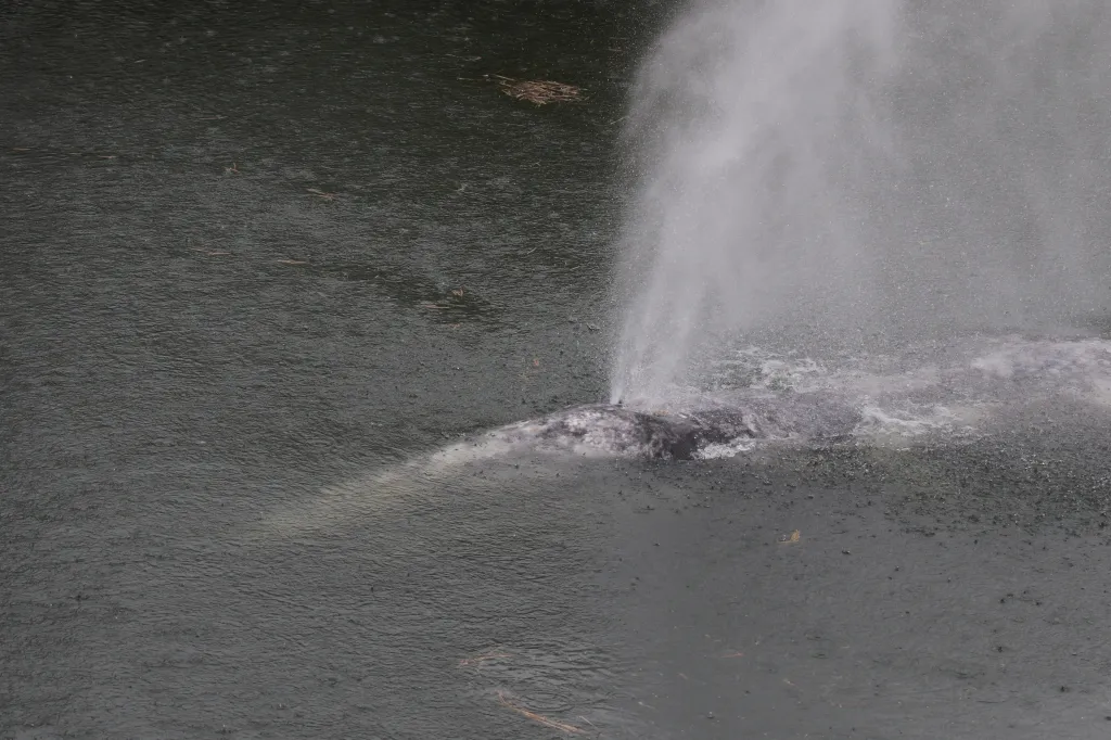 This photo provided by Cascadia Research Collective shows a gray whale swimming in the Willapa River near Willapa Bay, Wash., Wednesday, April 1, 2026. (
