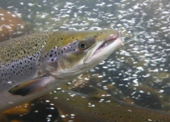 Cocaine-Fueled Wild Salmon Swam Twice as Far as Sober Ones