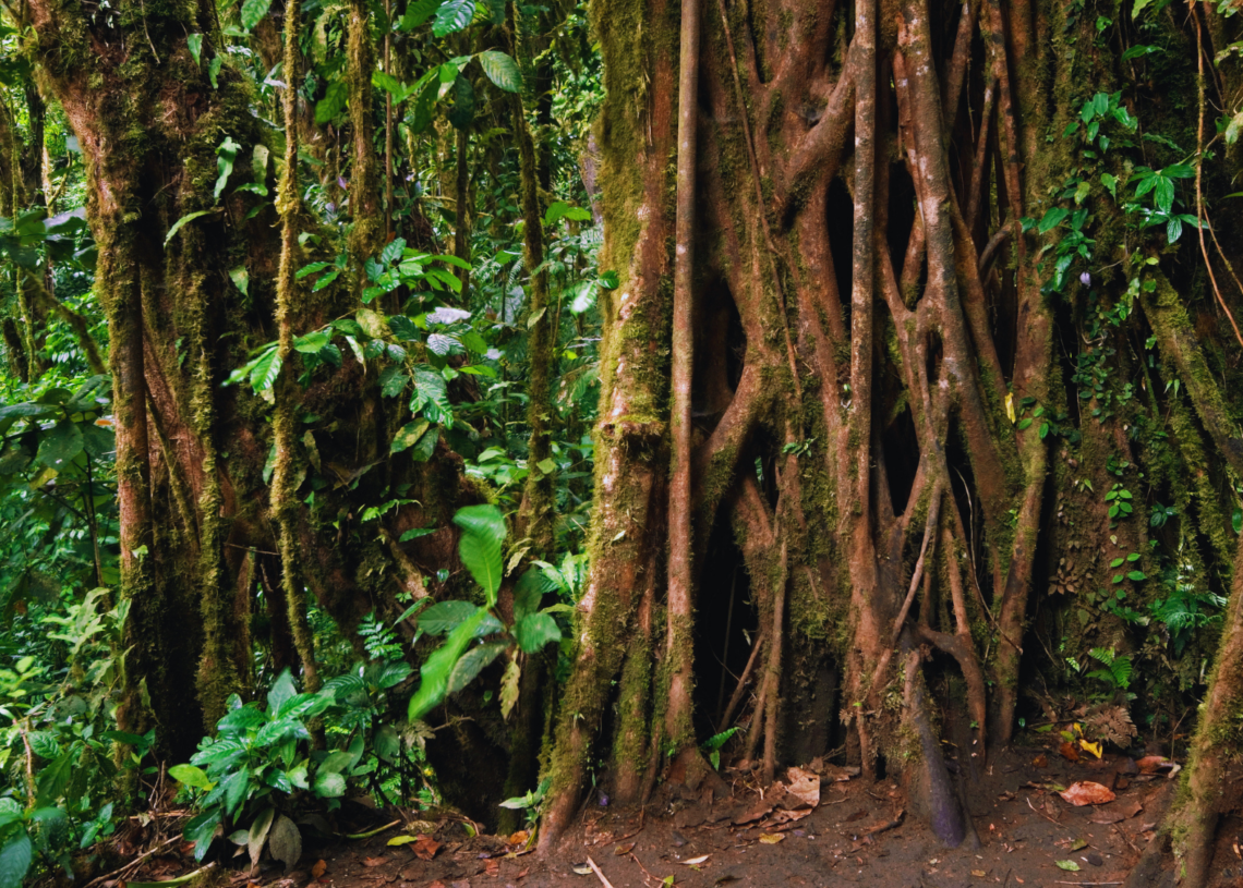 Scientists Discovered a Toilet Tree in Costa Rican Cloud Forests