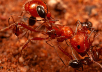 Scientists Found an Ant Car Wash in the Desert, and It’s Exactly What It Sounds Like