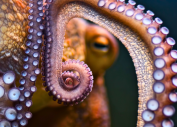 Scientists Just Discovered the World’s Oldest Octopus Is Something Else Entirely