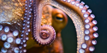 Scientists Just Discovered the World’s Oldest Octopus Is Something Else Entirely