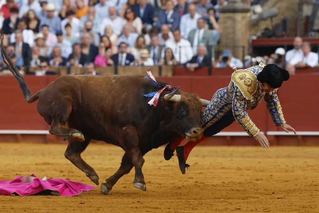 A bullfighter in a blue and gold traje de luces uniform is tossed into the air by a bull in a bullring, with spectators in the background.