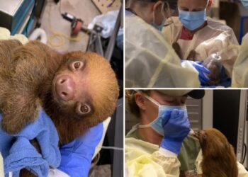 13 malnourished sloths rescued from bankrupt Florida tourist trap after 31 die in its care