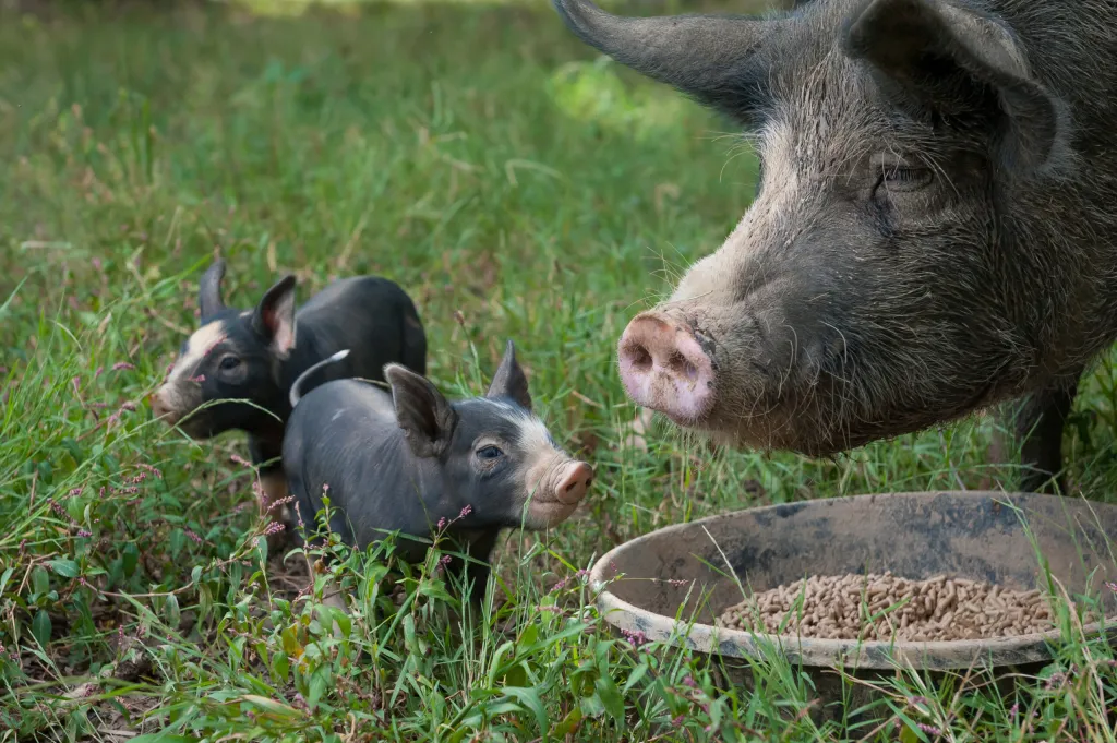 An adult pig and two piglings in a grassy field with a feed bowl.