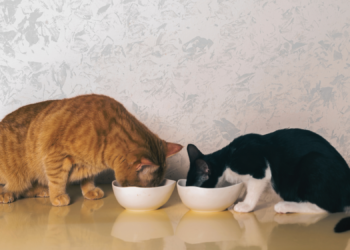 Your Cat Isn’t Being Weird, There’s a Scientific Reason They Never Finish Their Food