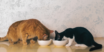 Your Cat Isn’t Being Weird, There’s a Scientific Reason They Never Finish Their Food