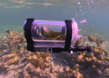 Parrot goes on underwater adventure in his custom-built submarine