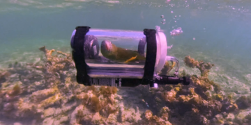 Parrot goes on underwater adventure in his custom-built submarine