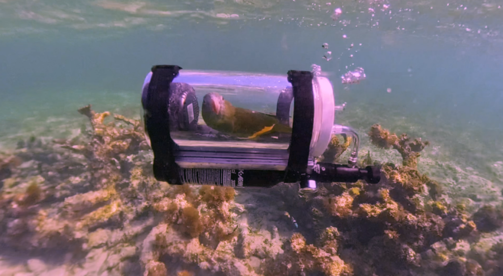 Parrot goes on underwater adventure in his custom-built submarine