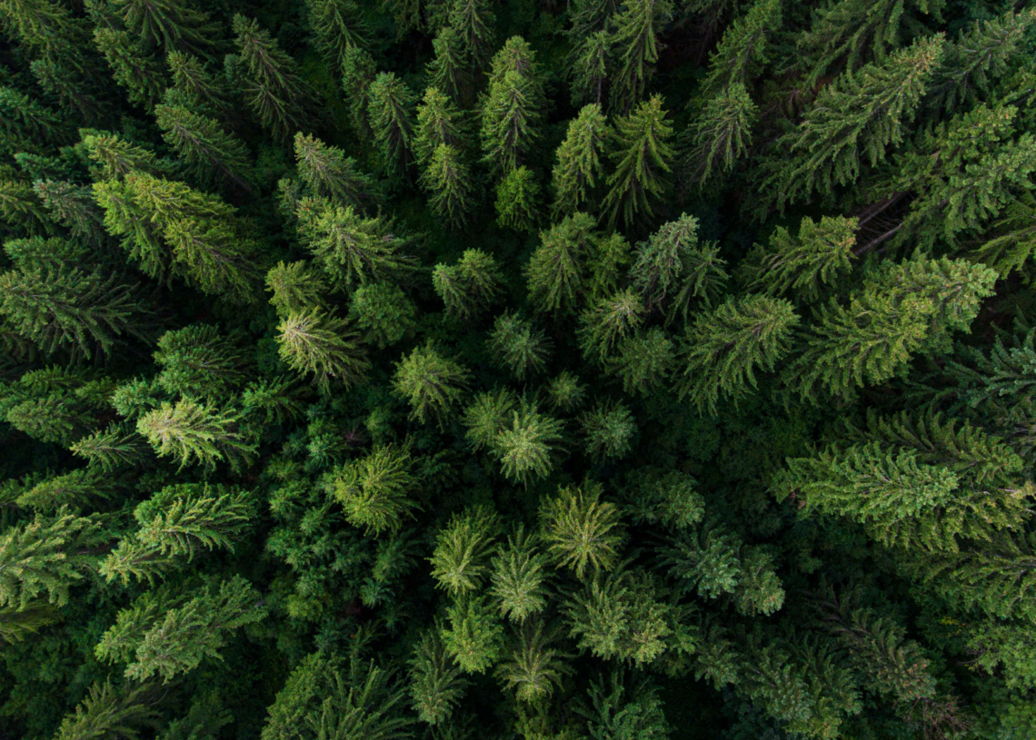 The Invasive Species Devouring North American and European Forests