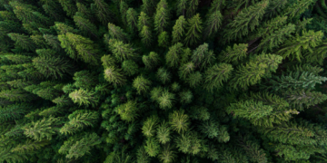 The Invasive Species Devouring North American and European Forests