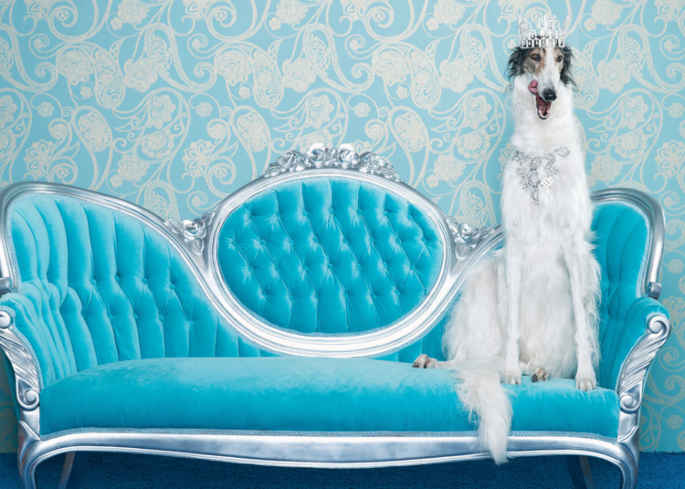 It’s Never Been More Expensive to Be a Pet Parent. Here’s Exactly How Much.